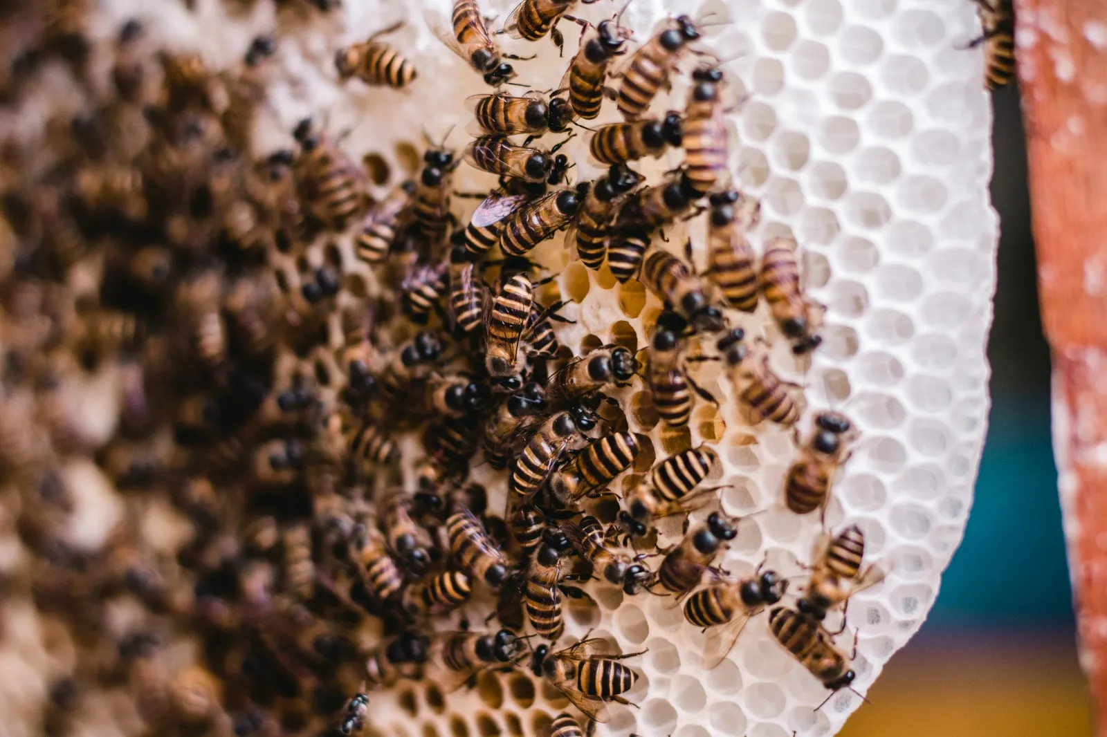 bees_29_11zon